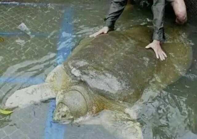 A Yuan swimming in its natural aquatic habitat