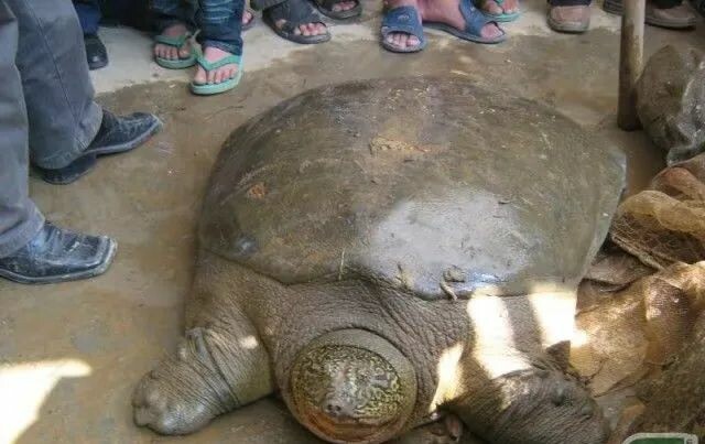 The image of a divine turtle in myths and legends