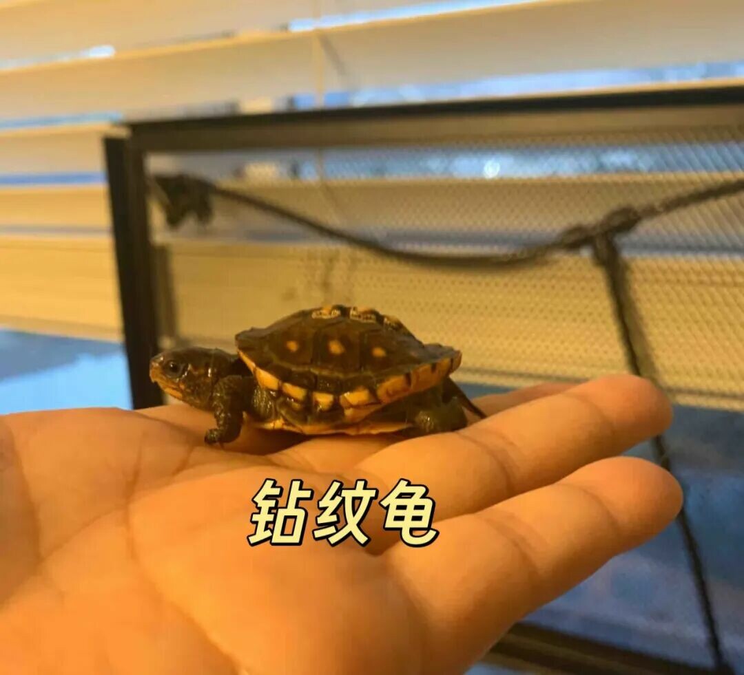 警惕!“元宝龟”热潮:别让畸形审美毁了良性养龟生态