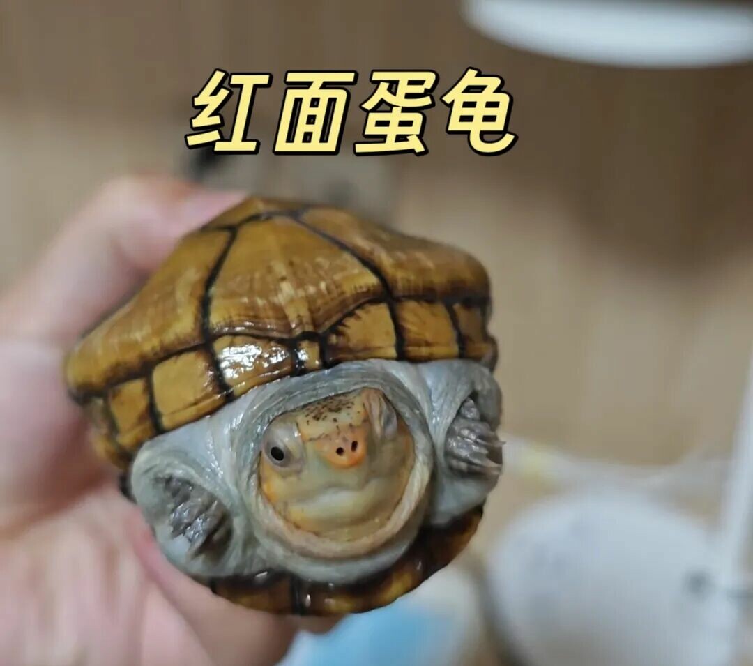 警惕!“元宝龟”热潮:别让畸形审美毁了良性养龟生态