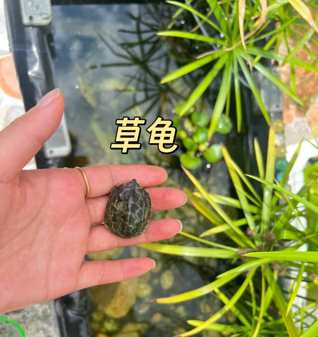 警惕!“元宝龟”热潮:别让畸形审美毁了良性养龟生态