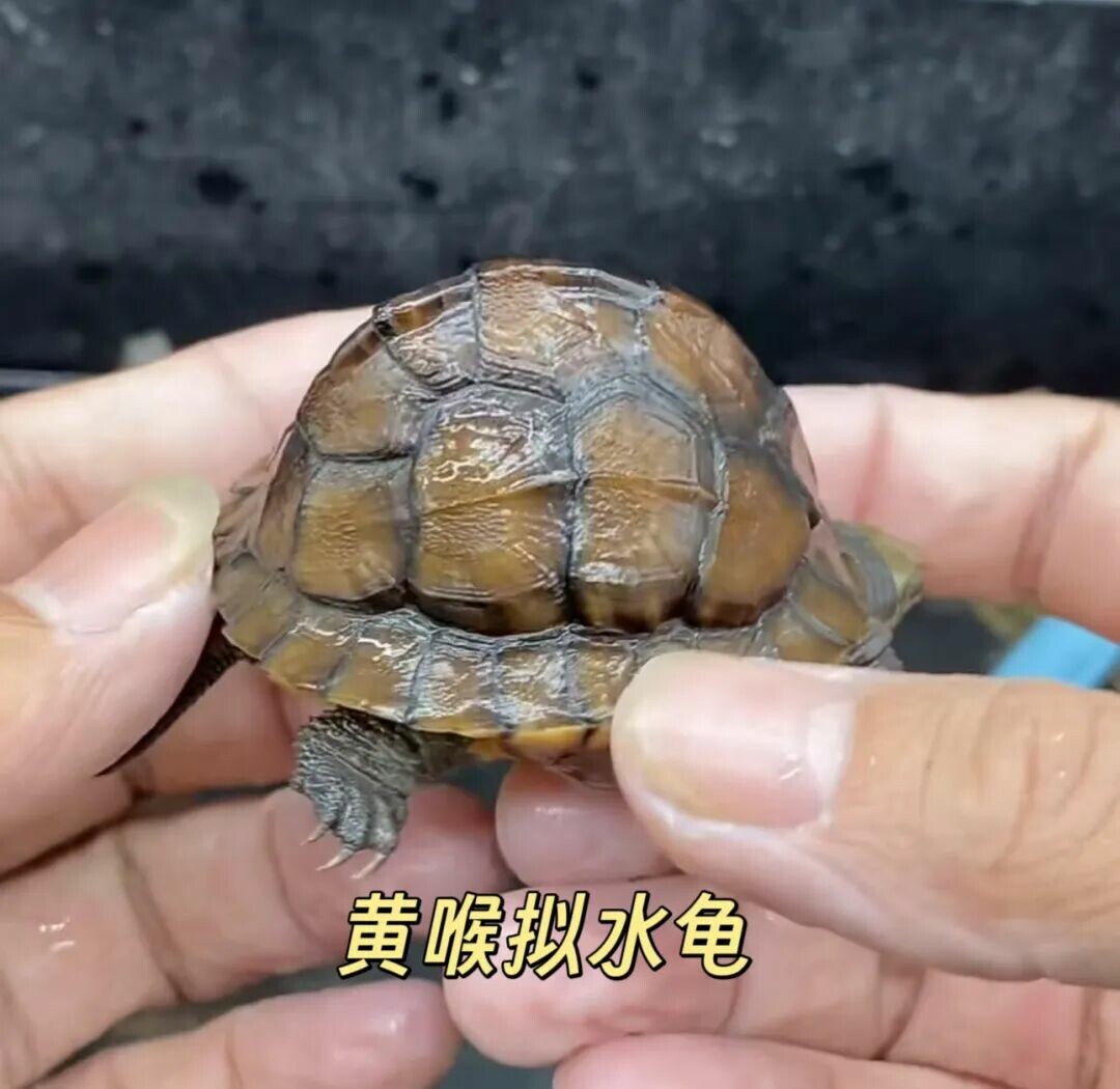 警惕！“元宝龟”热潮：别让畸形审美毁了良性养龟生态