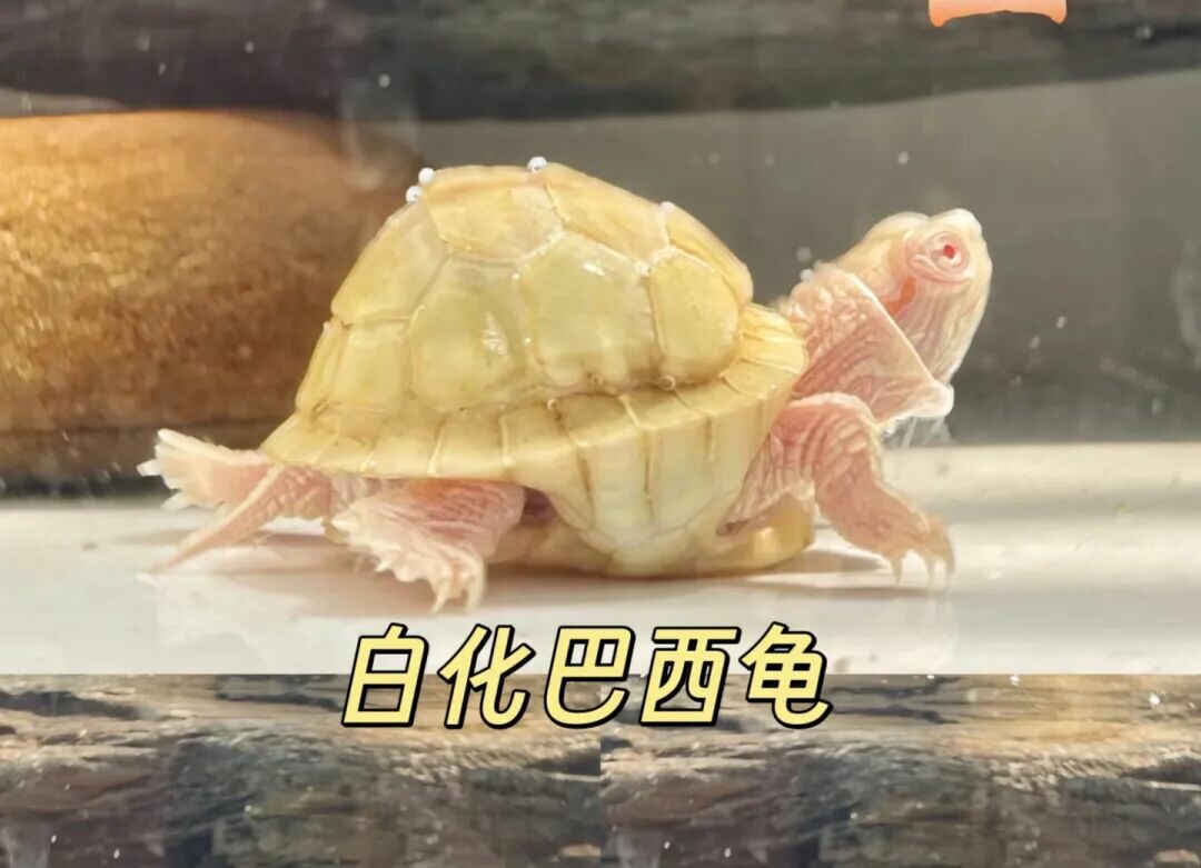 警惕!“元宝龟”热潮:别让畸形审美毁了良性养龟生态