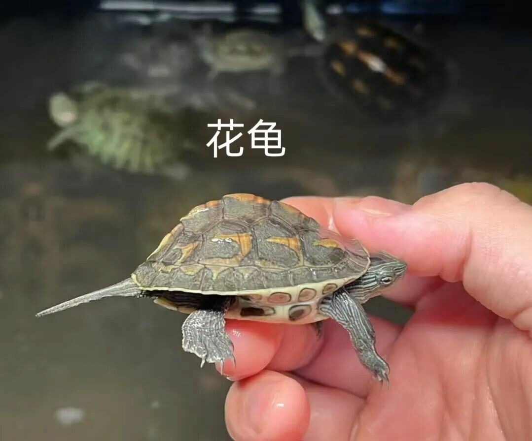 警惕!“元宝龟”热潮:别让畸形审美毁了良性养龟生态