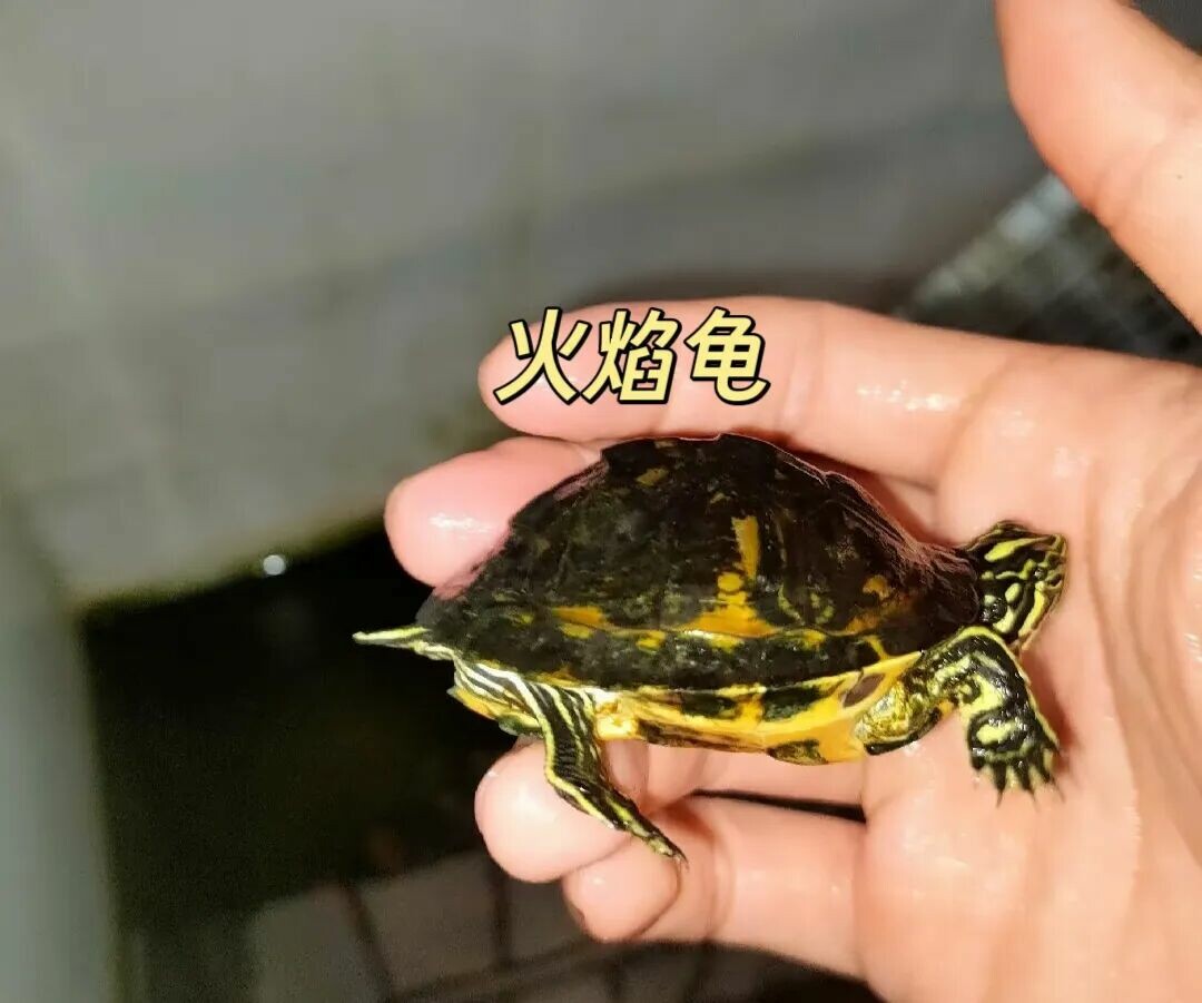 警惕!“元宝龟”热潮:别让畸形审美毁了良性养龟生态