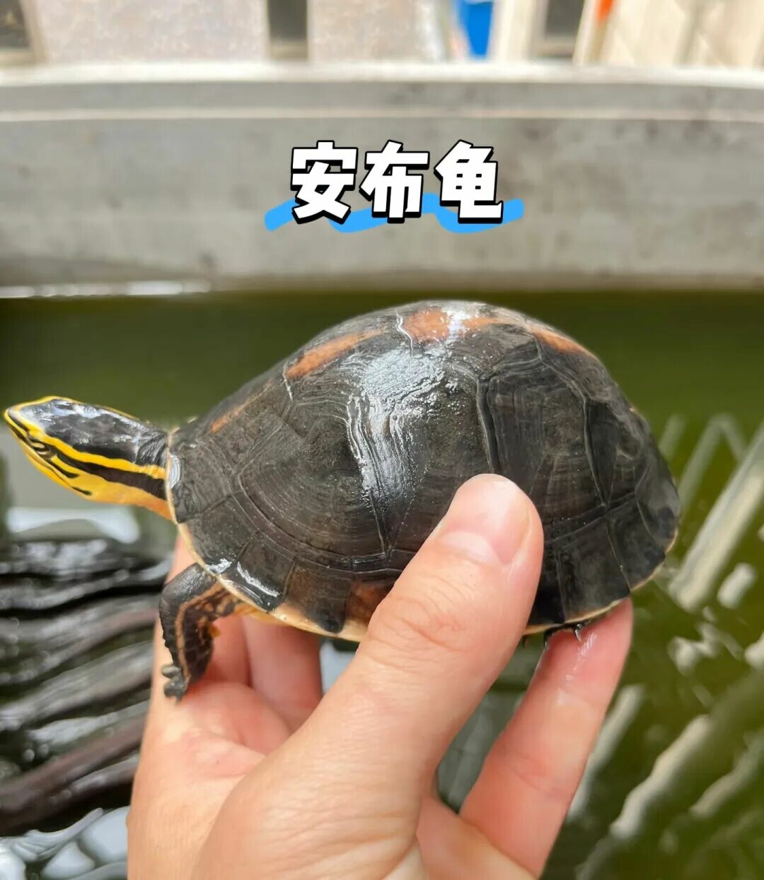 A turtle poking its head out of the water