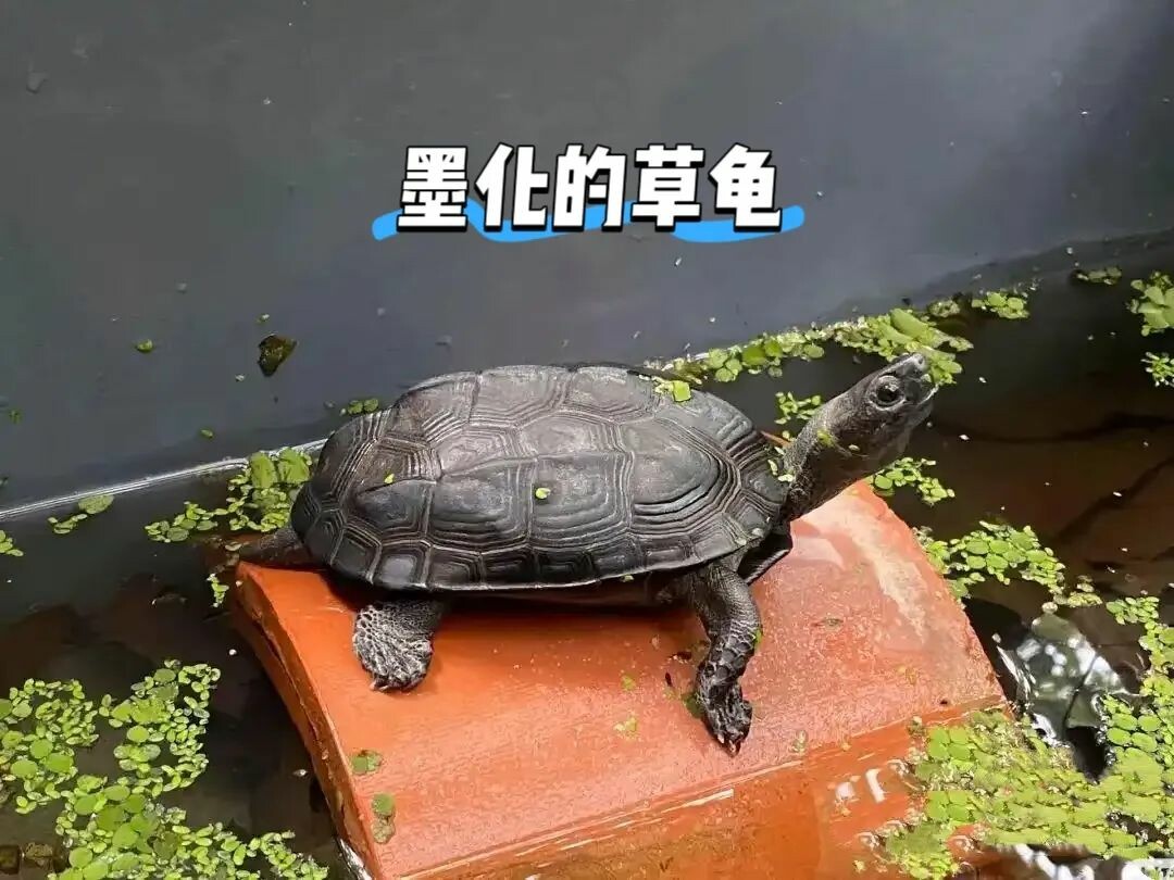 A turtle stretching its neck in the water