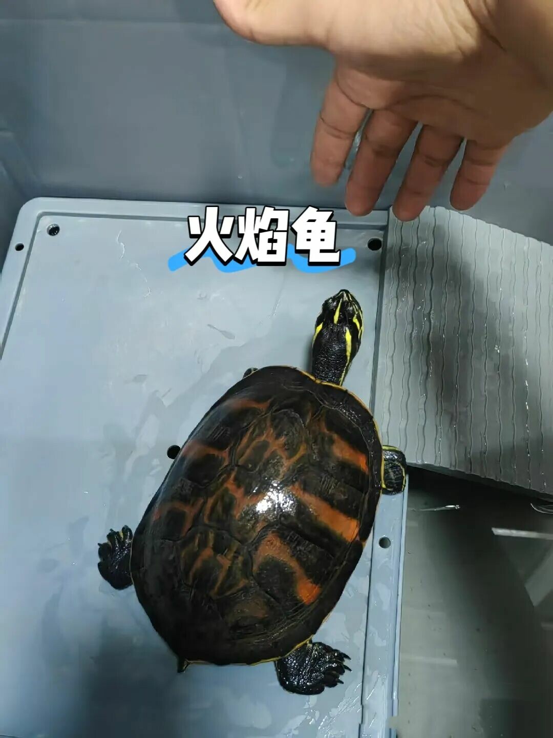 为什么爱养龟的人都“很靠谱”?10 个特质解读你内心的平静