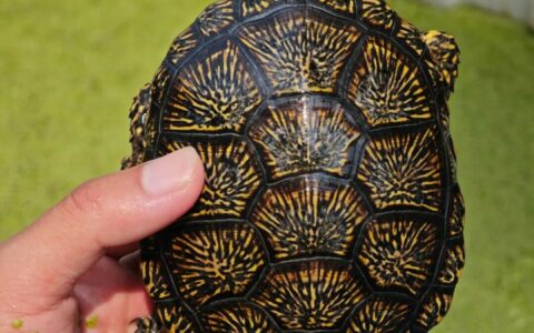Why are turtle keepers all so ‘reliable’? 10 traits to understand your inner peace