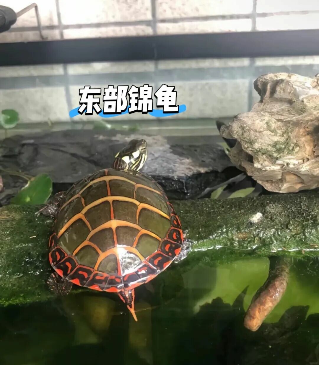 Multiple turtles stacked on top of each other basking