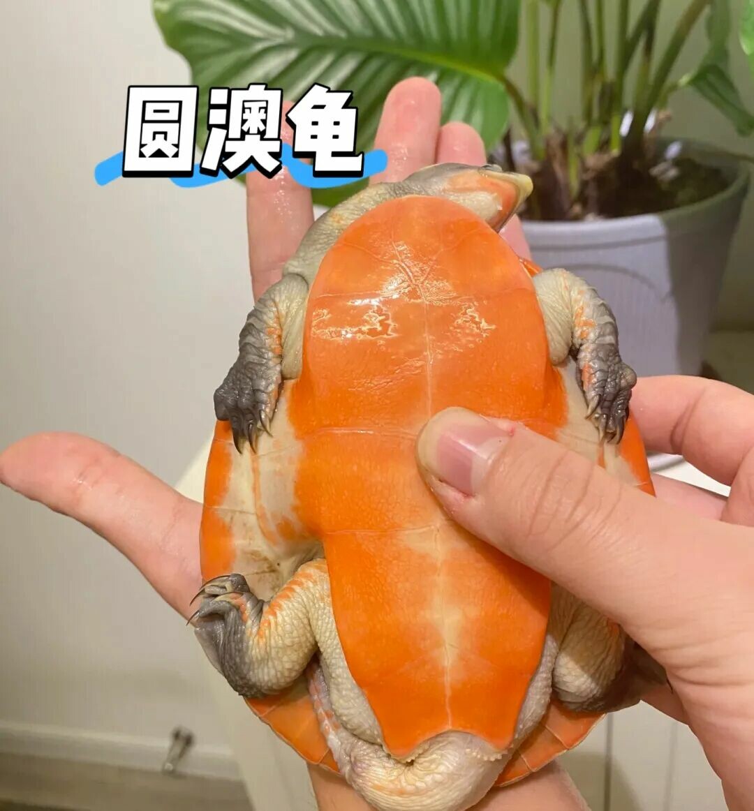 为什么爱养龟的人都“很靠谱”？10 个特质解读你内心的平静