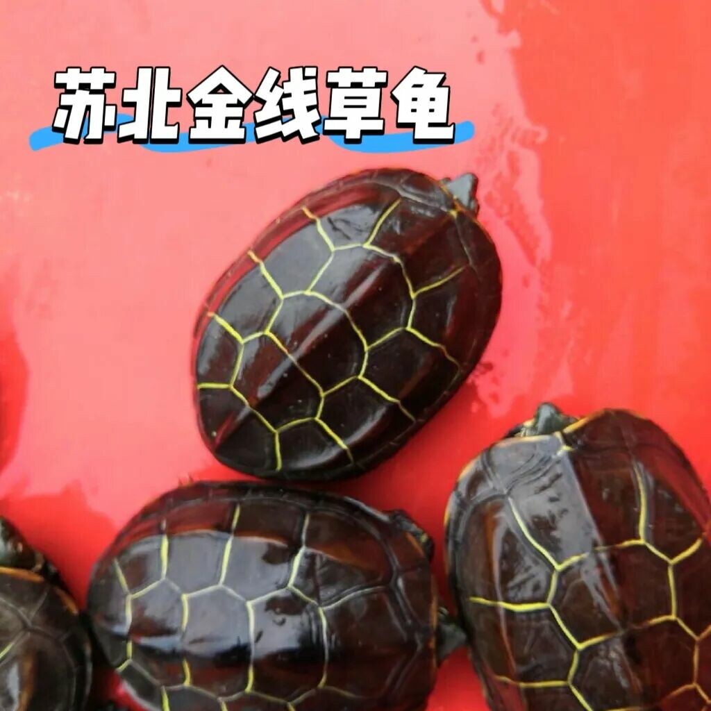 养草龟买哪种?6 大中华草龟品种对比,了解地域特色和颜值