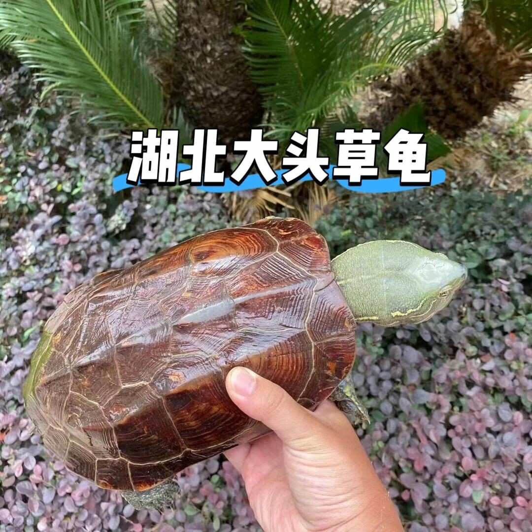 养草龟买哪种?6 大中华草龟品种对比,了解地域特色和颜值