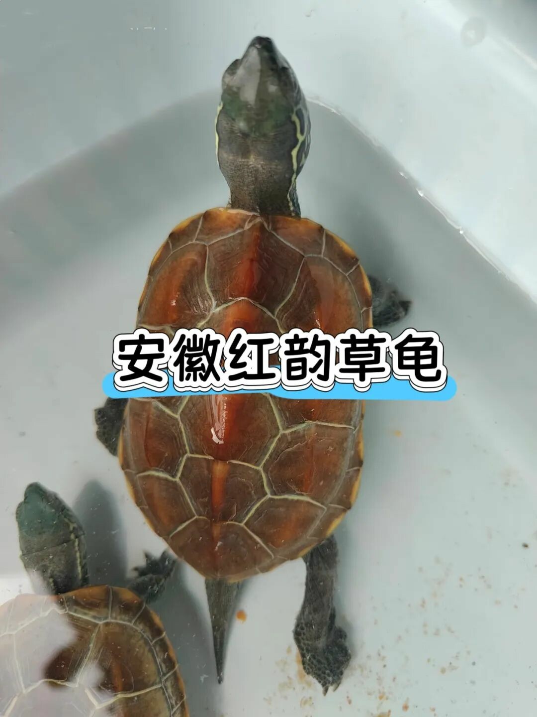 An Anhui Pond Turtle swimming in the water
