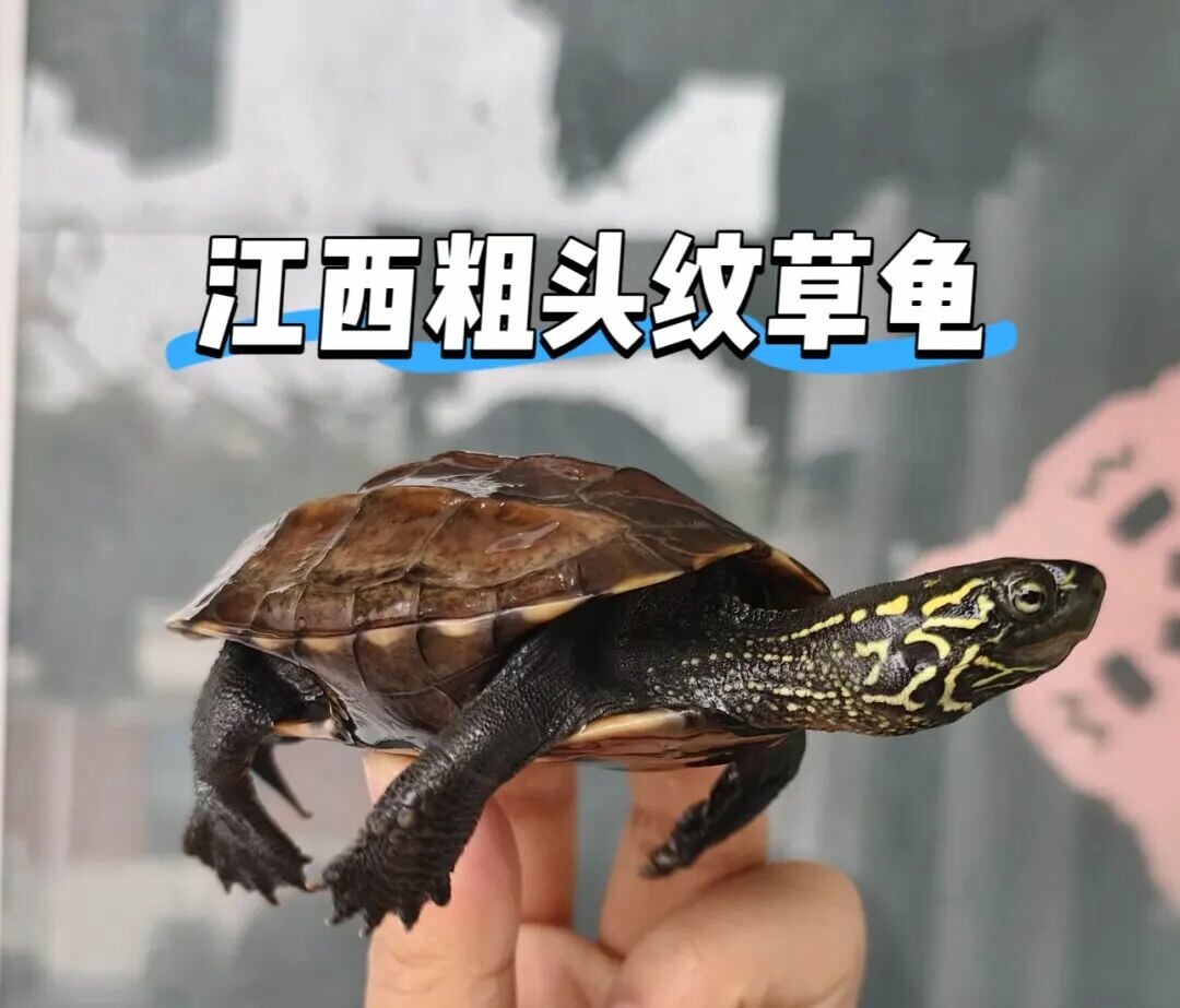 养草龟买哪种？6 大中华草龟品种对比，了解地域特色和颜值