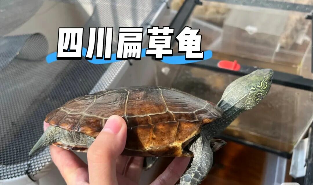 A Sichuan Flat Pond Turtle stretching its neck in the water