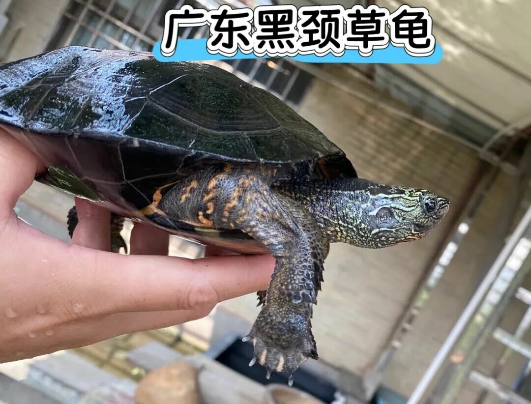 A close-up of the head of a Guangdong Pond Turtle (Black-necked Pond Turtle)