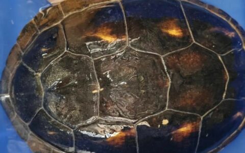 What to Do When a Pet Turtle Passes Away? Making Soup, Burial, or Keeping the Shell as a Memento—Which Farewell is Right for You?