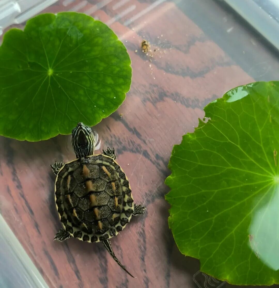 A turtle floating in the water