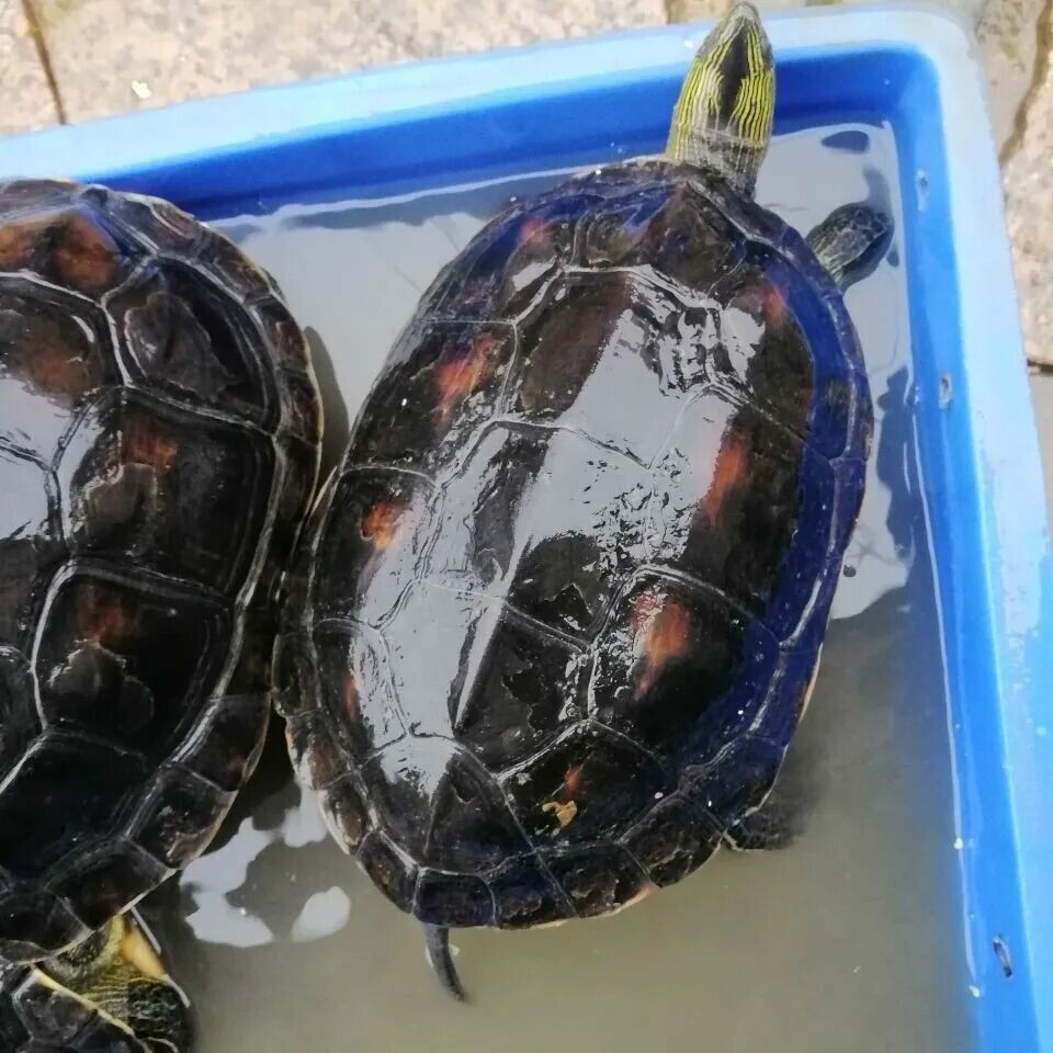 A turtle poking its head out