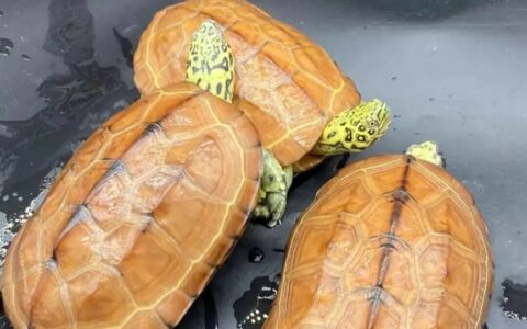 草龟不愧是“杂交大王”！这些混血后代，你能认出几个？