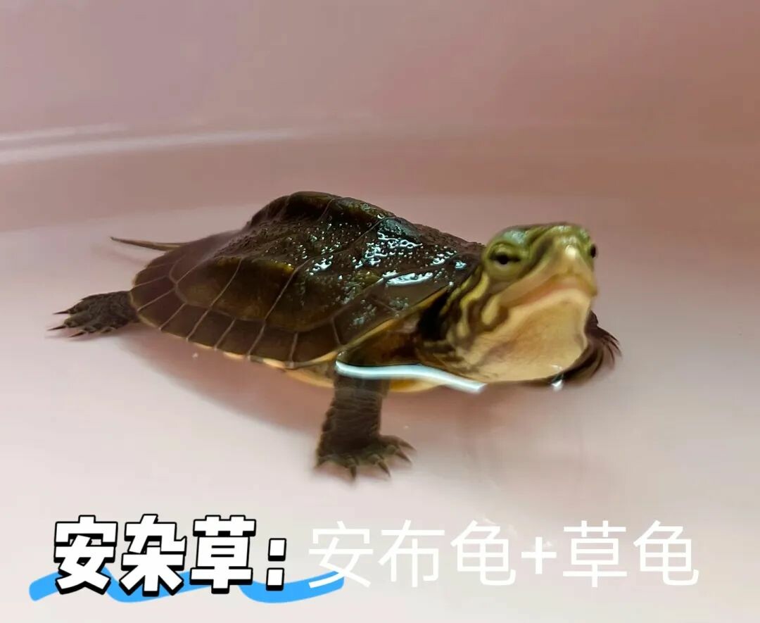 一只安杂草，头部和背甲具有混合特征 