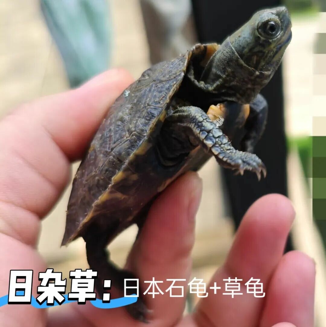 一只日杂草，具有日本石龟和草龟的特征 