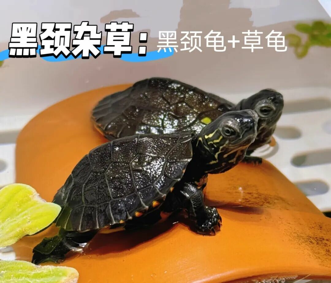 一只黑杂草，体色较深 