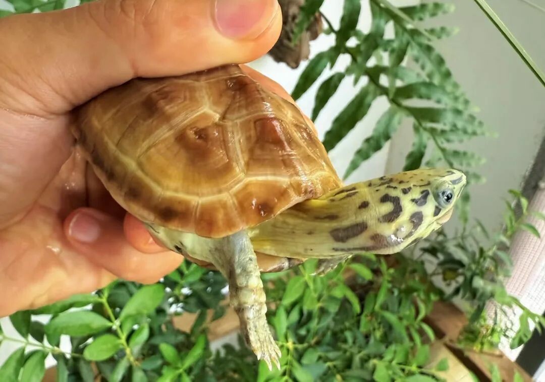 一只乌龟在木板上，眼神好奇 