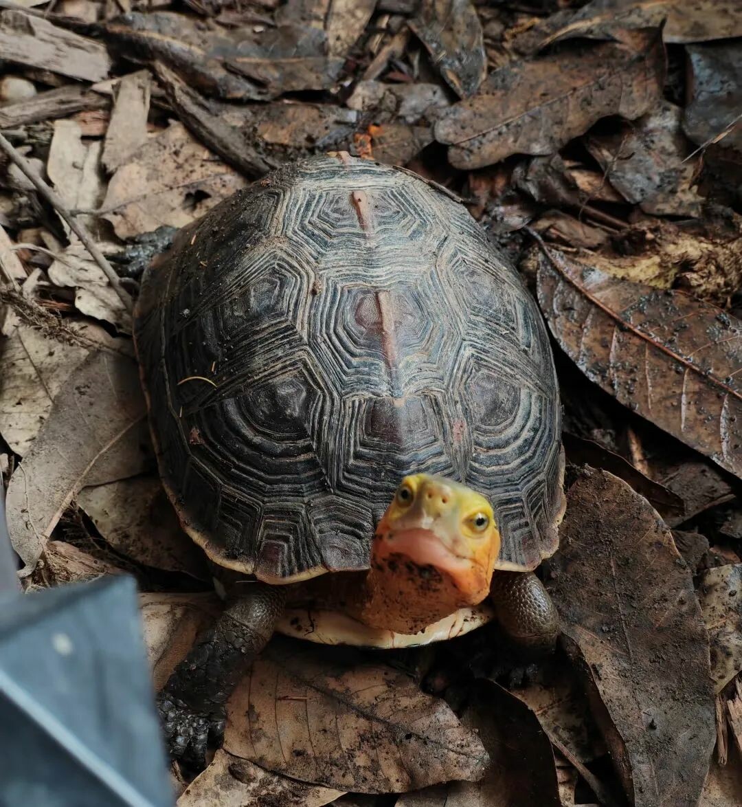 何かを食べている一匹のセマルハコガメ