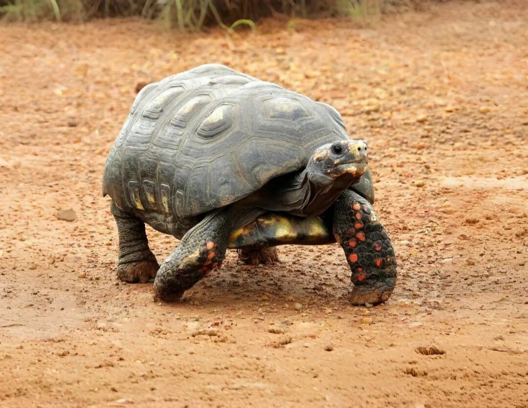 地面を這っている一匹のアカアシリクガメ
