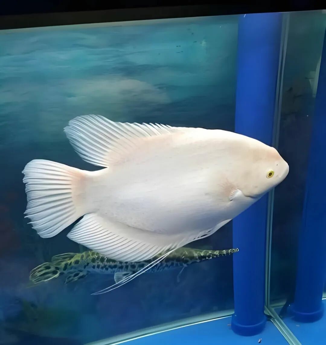 一条白色的招财鱼在水中