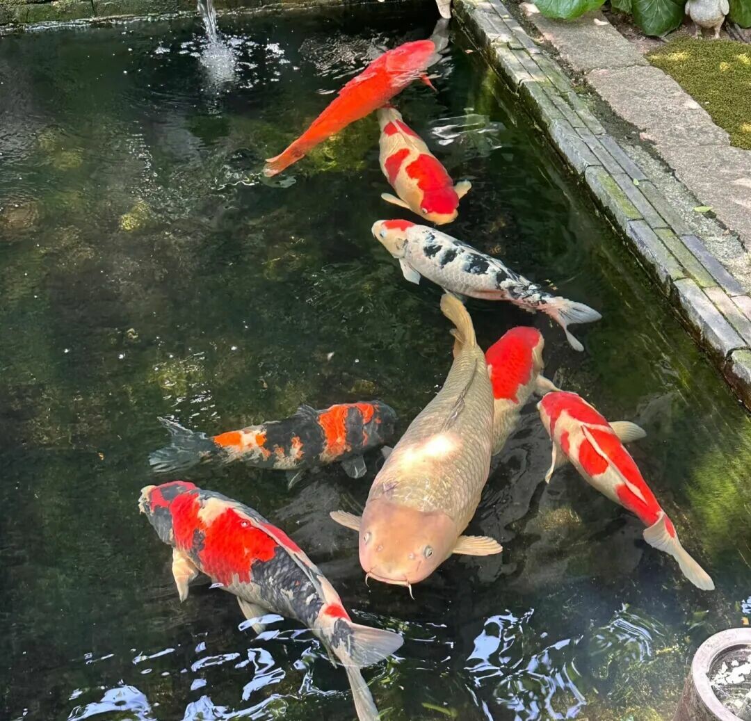 一条颜色鲜艳,体型较大的锦鲤在水中游动