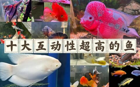 10 种高智商、强互动性观赏鱼盘点