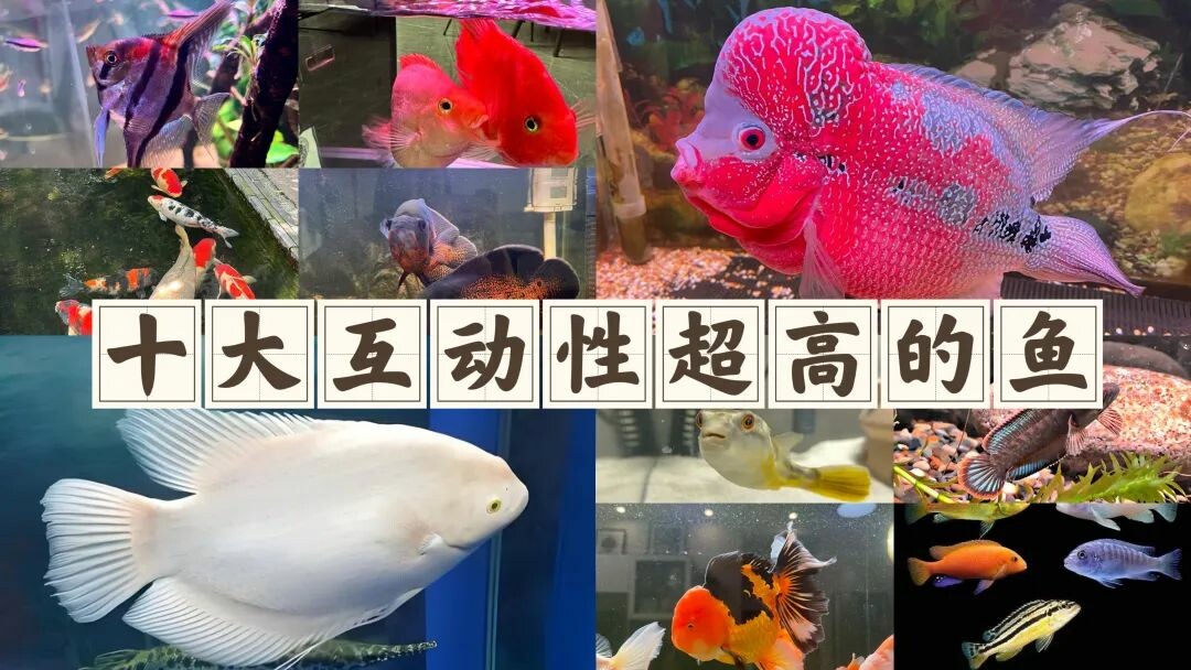 10 种高智商、强互动性观赏鱼盘点