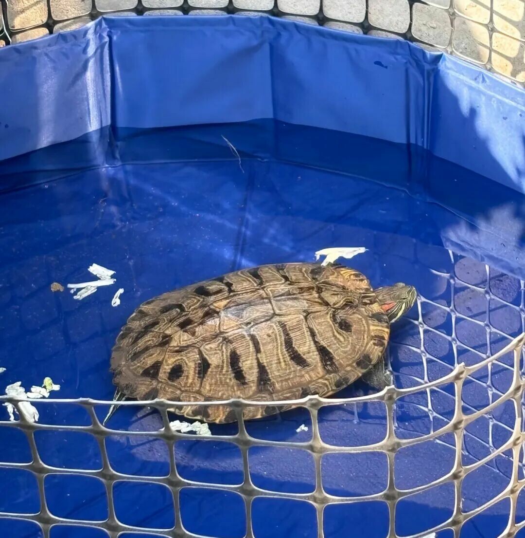 一只巴西龟在水中游动