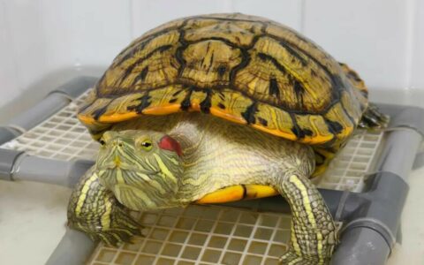 How to Raise a Red-eared Slider? 6 Essential Tips for Beginners to Easily Raise a 20-Year-Old Turtle