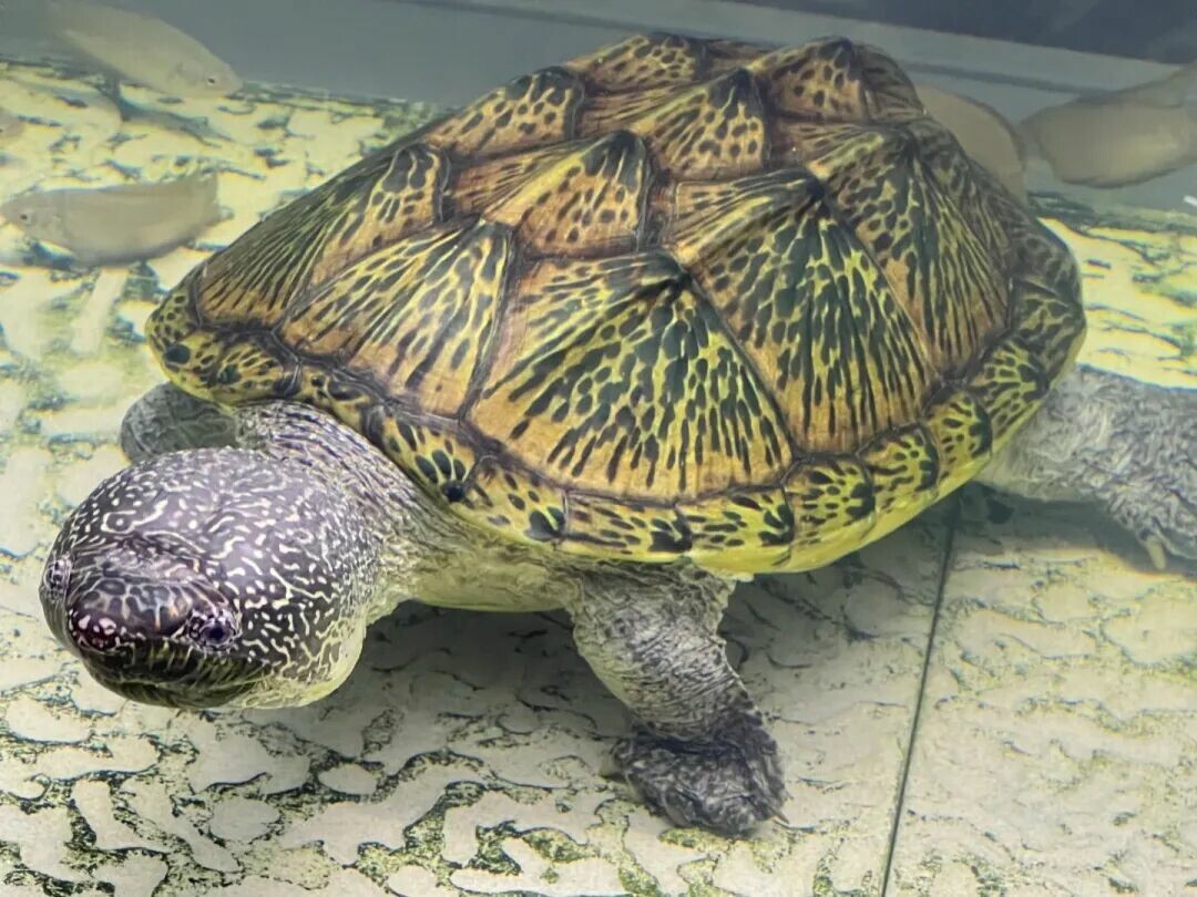 オオニオイガメの甲羅のクローズアップ