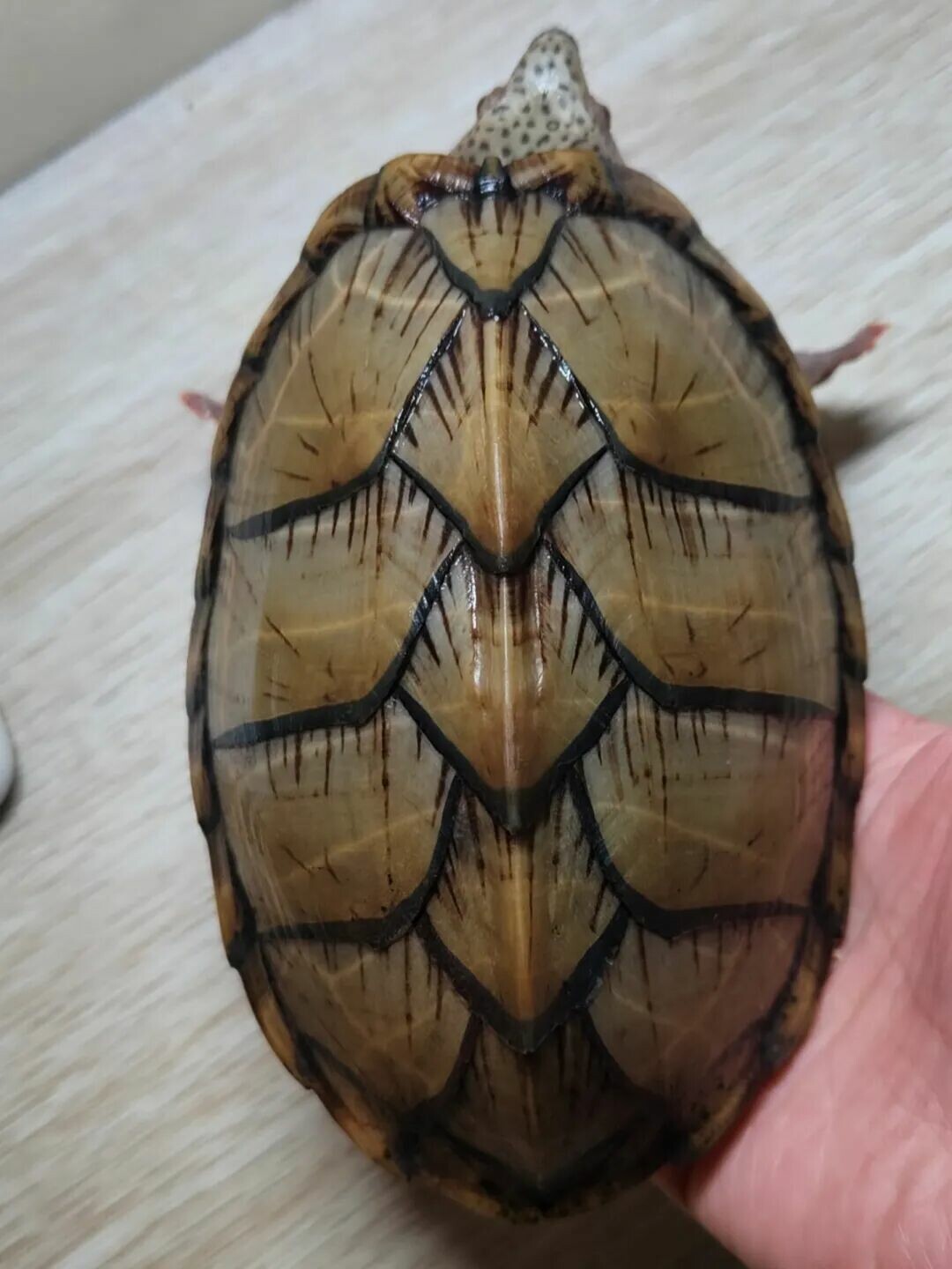 カミソリドロガメの高い甲羅