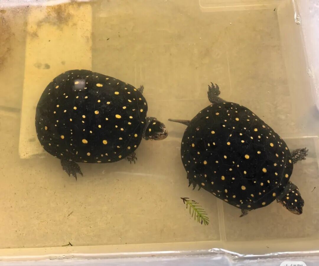 黄色い丸い斑点で覆われたスポットタートル