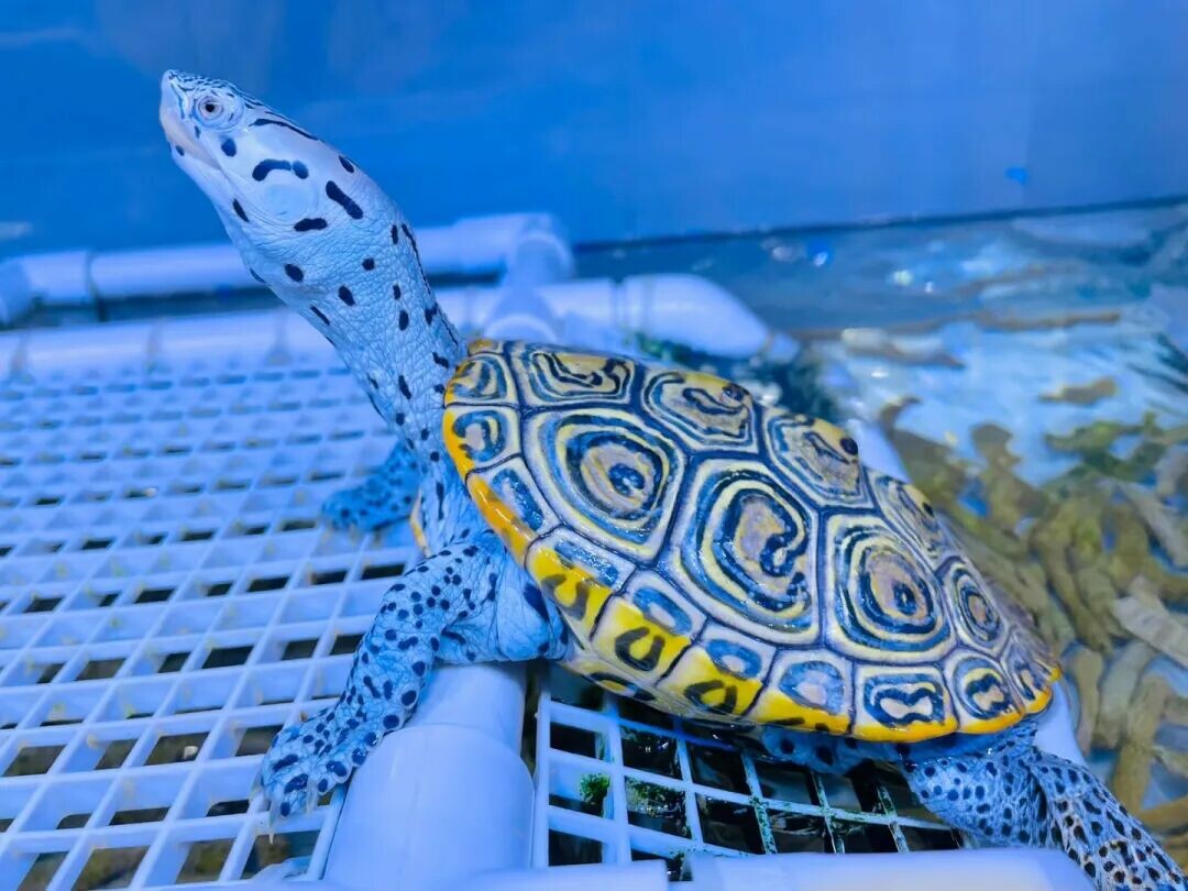 ダイヤモンドバックテラピン特有の模様