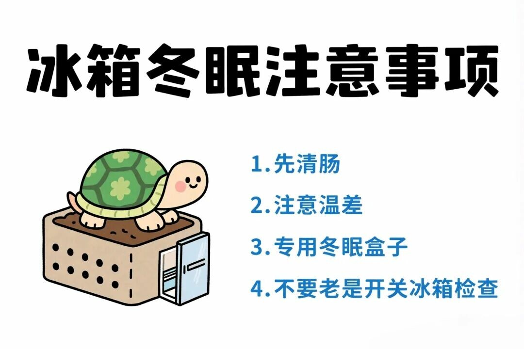 一匹の亀が水中で排泄の準備をしている