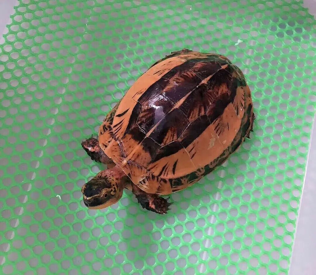 一只黄额闭壳龟