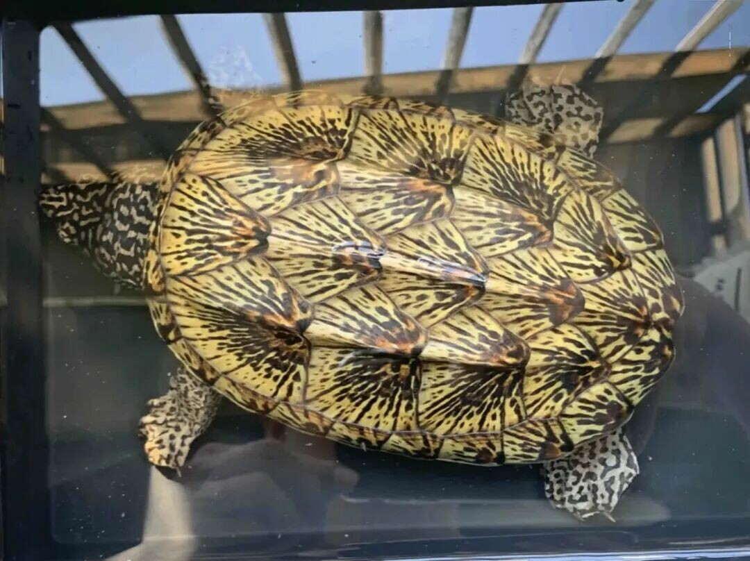 一只墨西哥蛋龟
