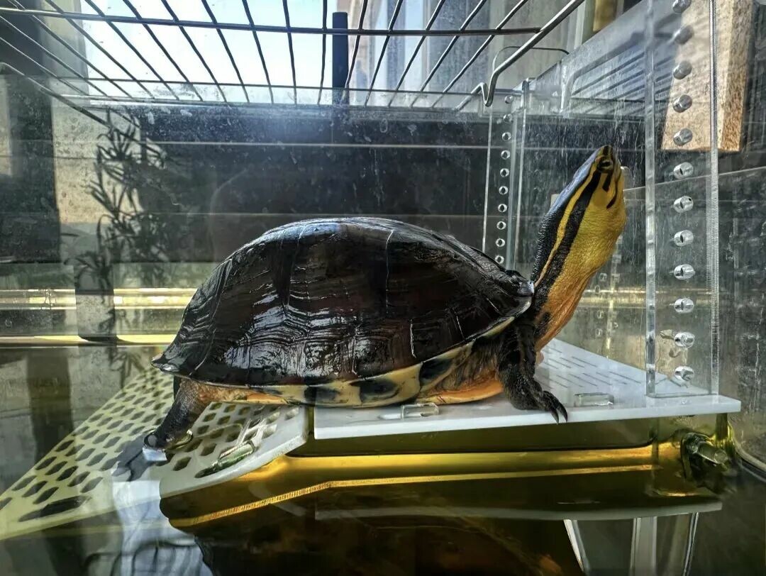 一只安布闭壳龟