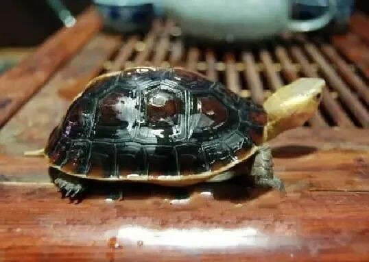 一只黄缘闭壳龟