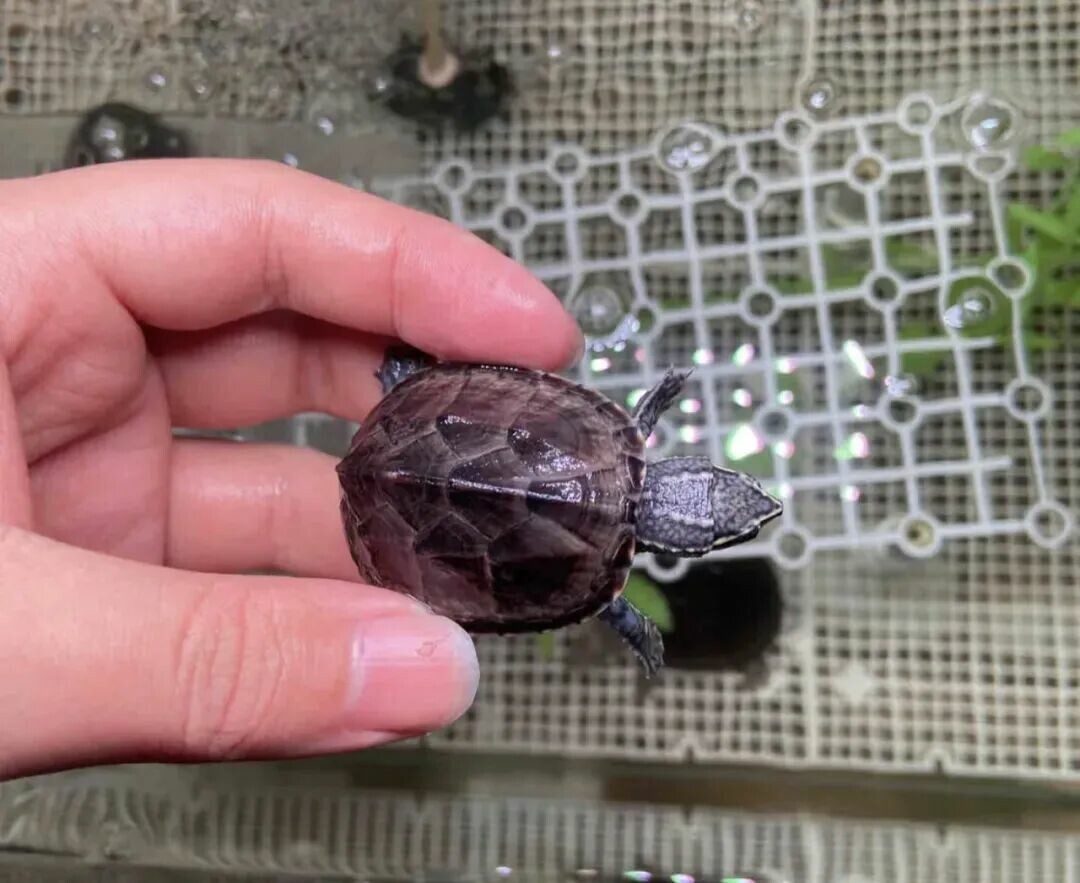 一只成年麝香龟