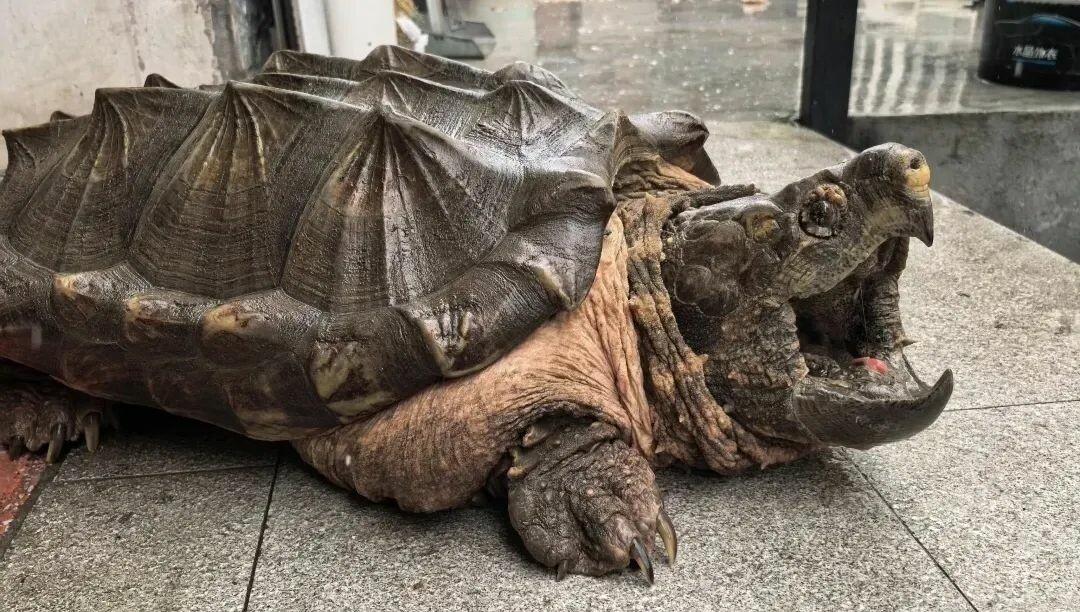 一只霸气的鳄龟
