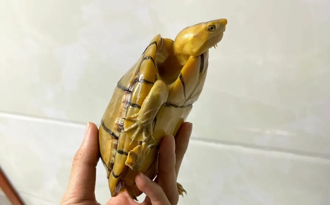 一只白唇泥龟