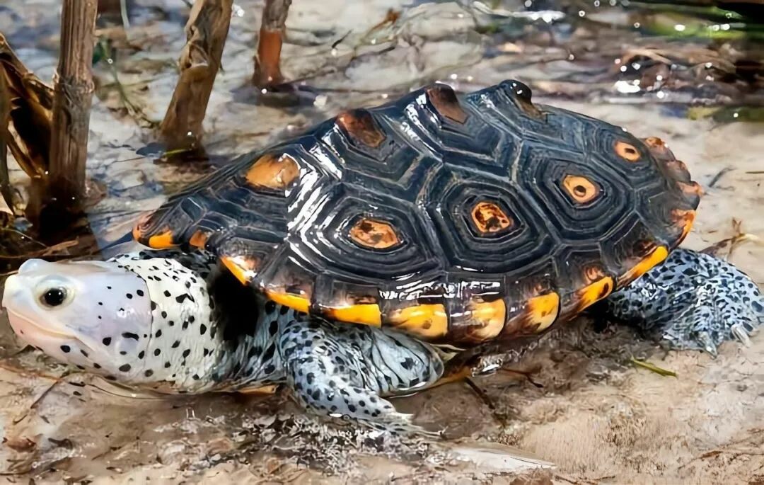 一只钻纹龟